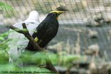Golden-Crested Myna<br><i>Ampeliceps coronatus</i>