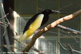 Twelve-Wired Bird-Of-Paradise<br><i>Seleucidis melanoleuca</i>