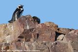 African Penguin<br><i>Spheniscus demersus</i>