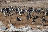 African Penguin<br><i>Spheniscus demersus</i>