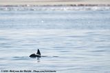 Heavisides Dolphin<br><i>Cephalorhynchus heavisidii</i>