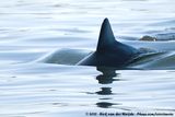 Heavisides Dolphin<br><i>Cephalorhynchus heavisidii</i>