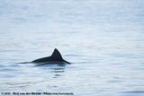 Heavisides Dolphin<br><i>Cephalorhynchus heavisidii</i>