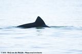 Heavisides Dolphin<br><i>Cephalorhynchus heavisidii</i>