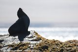 Cape Fur Seal<br><i>Arctocephalus pusillus pusillus</i>