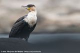 White-Breasted Cormorant<br><i>Phalacrocorax carbo lucidus</i>