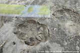 Pawn Prints of unknown species