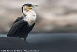 White-Breasted Cormorant<br><i>Phalacrocorax carbo lucidus</i>