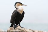 White-Breasted Cormorant<br><i>Phalacrocorax carbo lucidus</i>