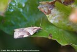 Cyclamen Tortrix<br><i>Clepsis spectrana</i>