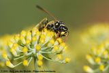 European Paper Wasp<br><i>Polistes dominula</i>