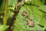 Dock Leaf Bug<br><i>Coleus marginatus marginatus</i>