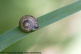 Kentish Snail<br><i>Monacha cantiana</i>