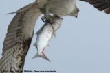 Grey Mullet unidentified<br><i>Mugilidae indet.</i>