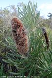 Candle Banksia<br><i>Banksia attenuata</i>