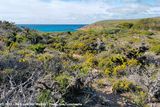 Typical flora of Fitzgerald River NPs coastline