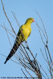Regent Parrot<br><i>Polytelis anthopeplus anthopeplus</i>