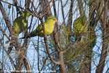 Regent Parrot<br><i>Polytelis anthopeplus anthopeplus</i>