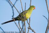 Regent Parrot<br><i>Polytelis anthopeplus anthopeplus</i>