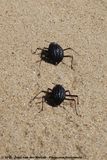 Coastal Reticulate Red-Legged Namib Darkling Beetle<br><i>Onymacris hottentota</i>