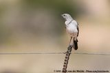Karoo Chat<br><i>Emarginata schlegelii namaquensis</i>
