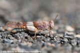 Sphingonotus scabriculus