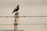 Grey-Backed Sparrow-Lark<br><i>Eremopterix verticalis damarensis</i>