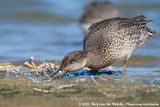 Eurasian Teal<br><i>Anas crecca</i>