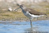Green Sandpiper<br><i>Tringa ochropus</i>