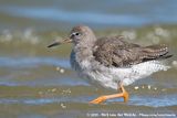 Common Redshank<br><i>Tringa totanus ssp.</i>