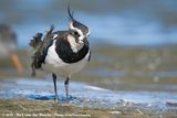 Northern Lapwing<br><i>Vanellus vanellus</i>