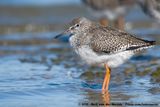Common Redshank<br><i>Tringa totanus ssp.</i>
