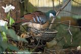 Mindanao Bleeding-Heart<br><i>Gallicolumba crinigera ssp.</i>