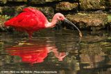 Scarlet Ibis<br><i>Eudocimus ruber</i>