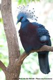 Victoria Crowned Pigeon<br><i>Goura victoria ssp.</i>