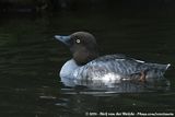 Common Goldeneye<br><i>Bucephala clangula clangula</i>