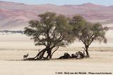 Kalahari Springbok<br><i>Antidorcas marsupialis hofmeyri</i>
