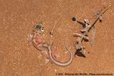 Namib Sand Gecko<br><i>Pachydactylus rangei</i>