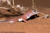 Namib Sand Gecko<br><i>Pachydactylus rangei</i>
