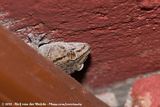 Fischers Thick-Toed Gecko<br><i>Chondrodactylus laevigatus</i>