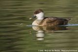 Red-Crested Pochard<br><i>Netta rufina</i>