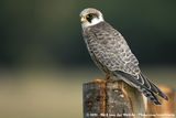 Red-Footed Falcon<br><i>Falco vespertinus</i>