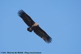 Cinereous Vulture<br><i>Aegypius monachus</i>