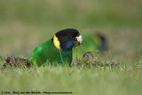 Australian Ringneck<br><i>Barnardius zonarius zonarius x Barnardius zonarius semitorquatus</i>