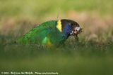 Australian Ringneck<br><i>Barnardius zonarius zonarius x Barnardius zonarius semitorquatus</i>