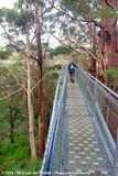 Walking the Tree Top Walk