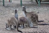 Western Grey Kangaroo<br><i>Macropus fuliginosus</i>