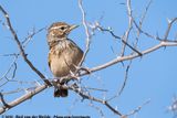 Sabota Lark<br><i>Calendulauda sabota herero</i>