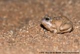 Tandys Sand Frog<br><i>Tomopterna tandyi</i>