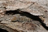 Fischers Thick-Toed Gecko<br><i>Chondrodactylus laevigatus</i>